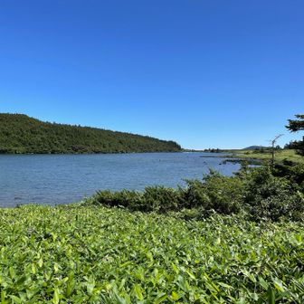 鴨が数羽泳いでいました。
のどかな雰囲気です。