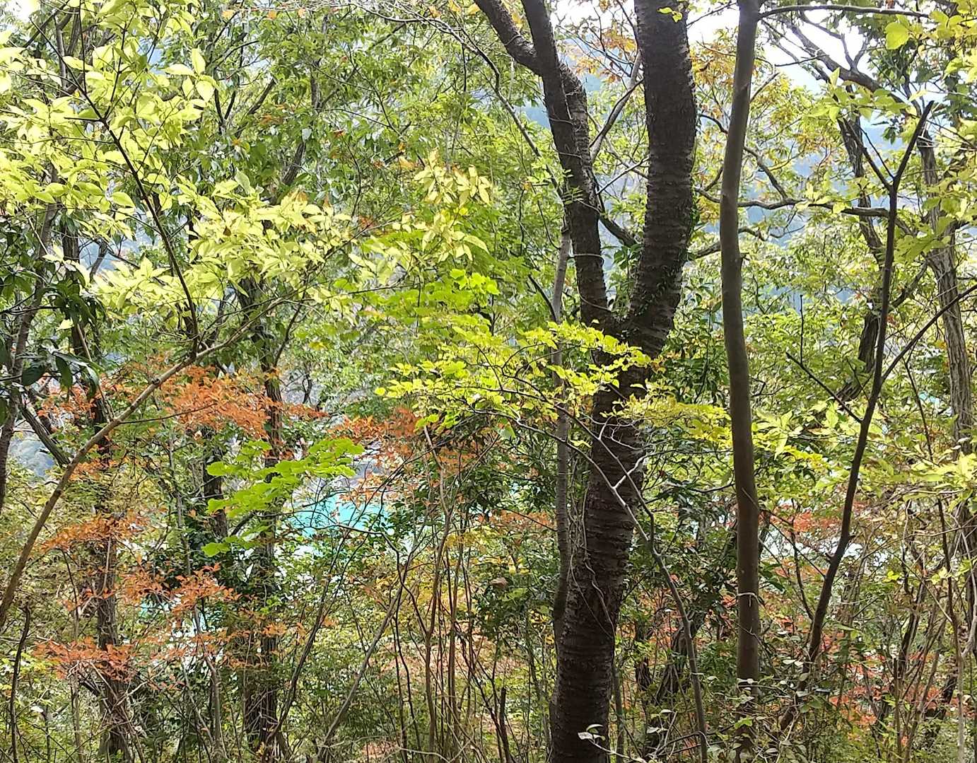 木々の隙間から宮ヶ瀬湖のエメラルドグリーンが見えます。