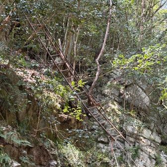 長尾滝横のハシゴ。
倒壊してました。
ハシゴ横の崖みたいな所をトラバースですが、ロープが一本垂れ下がっているだけで、足元もザレていて不安定。
マジで落ちるかと思いました💦