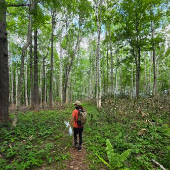 ここから天狗山までは標高差少で歩き易かった🎵
ここでも登山道脇に群生している山の幸をちょこちょこ採りながら🚶‍♀️🚶‍♀️💨