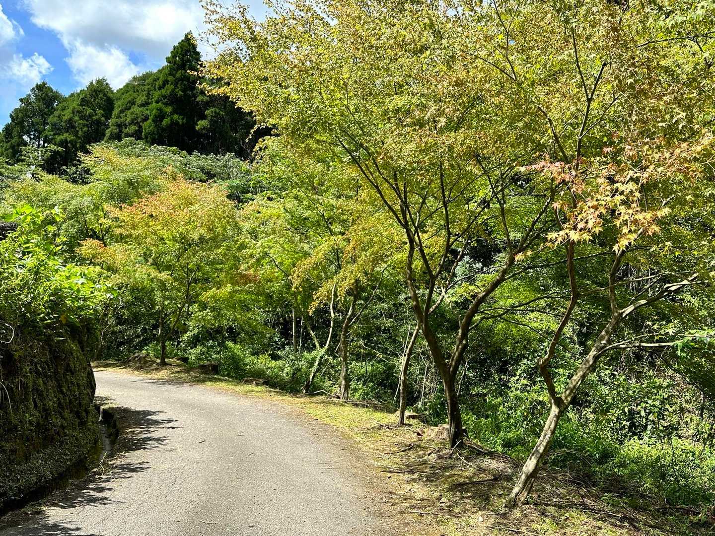 もう少ししてから紅葉狩りに来たいです🍁