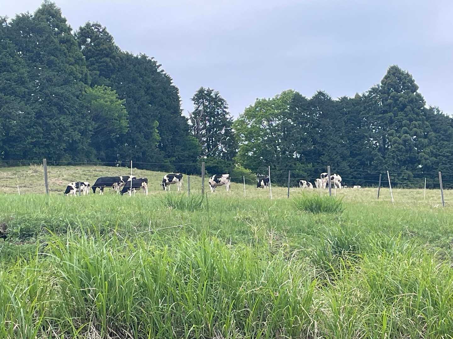 放牧された牛さん達、のどかな風景😊