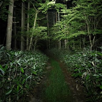 道なり
この先を歩いていると野うさぎ🐇がぴょんぴょん跳ねていき、鹿🦌がすーっと静かに去っていく。