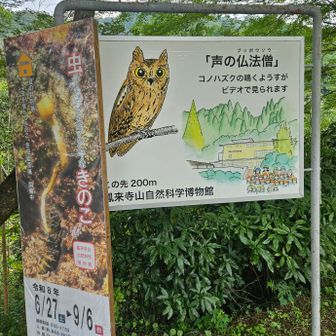 鳳来寺山は「ブッポウソウ」と鳴く今ではあまり見ることのないコノハズクの生息地としても有名です🦉