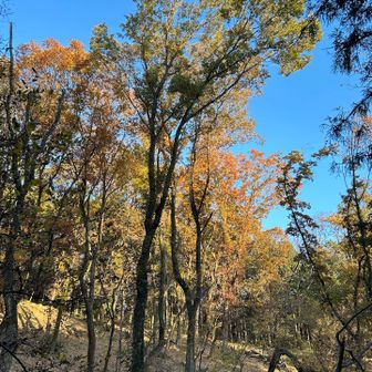 加治丘陵も紅葉してきました🍁
入間市農村改善センターに止めてトーベヤンソンあけぼの子どもの森公園に向かいます。
日没まで1時間⏳急ぐよー💨