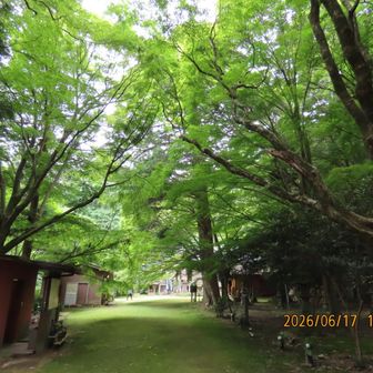 とても心癒される🌳🌲空間です