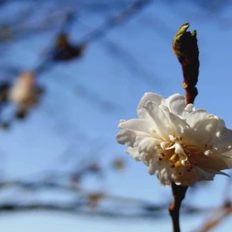 十月桜？子福桜？