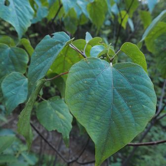 アカメガシワ。

初夏に新葉の蜜腺を吸蜜する小さな蟻を撮影していました。(⇐次の写真を参照ください)

葉は育ち終わり、蜜腺は消えています。