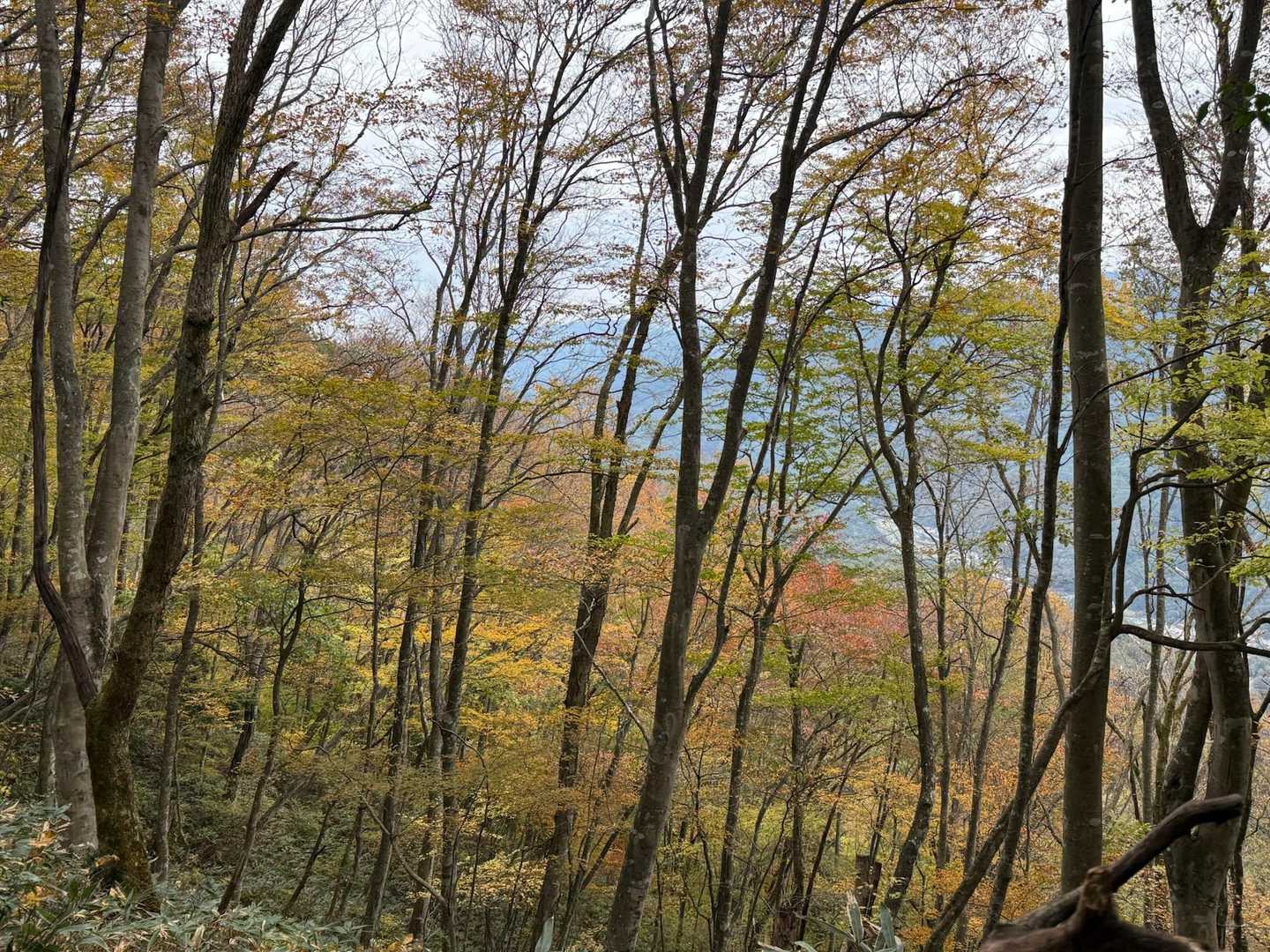 紅葉🍁していて明るく見えます😍