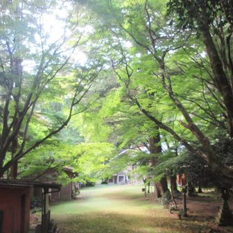 境内💚🤗　　　　　　　　　　　　　　　
西の峰へ🦵　　　　　　　　　　　　　　　
お一方👀　　　　　　　　
東の峰へ置き忘れた杖を回収して😅