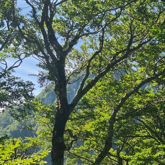 見晴らしなしです