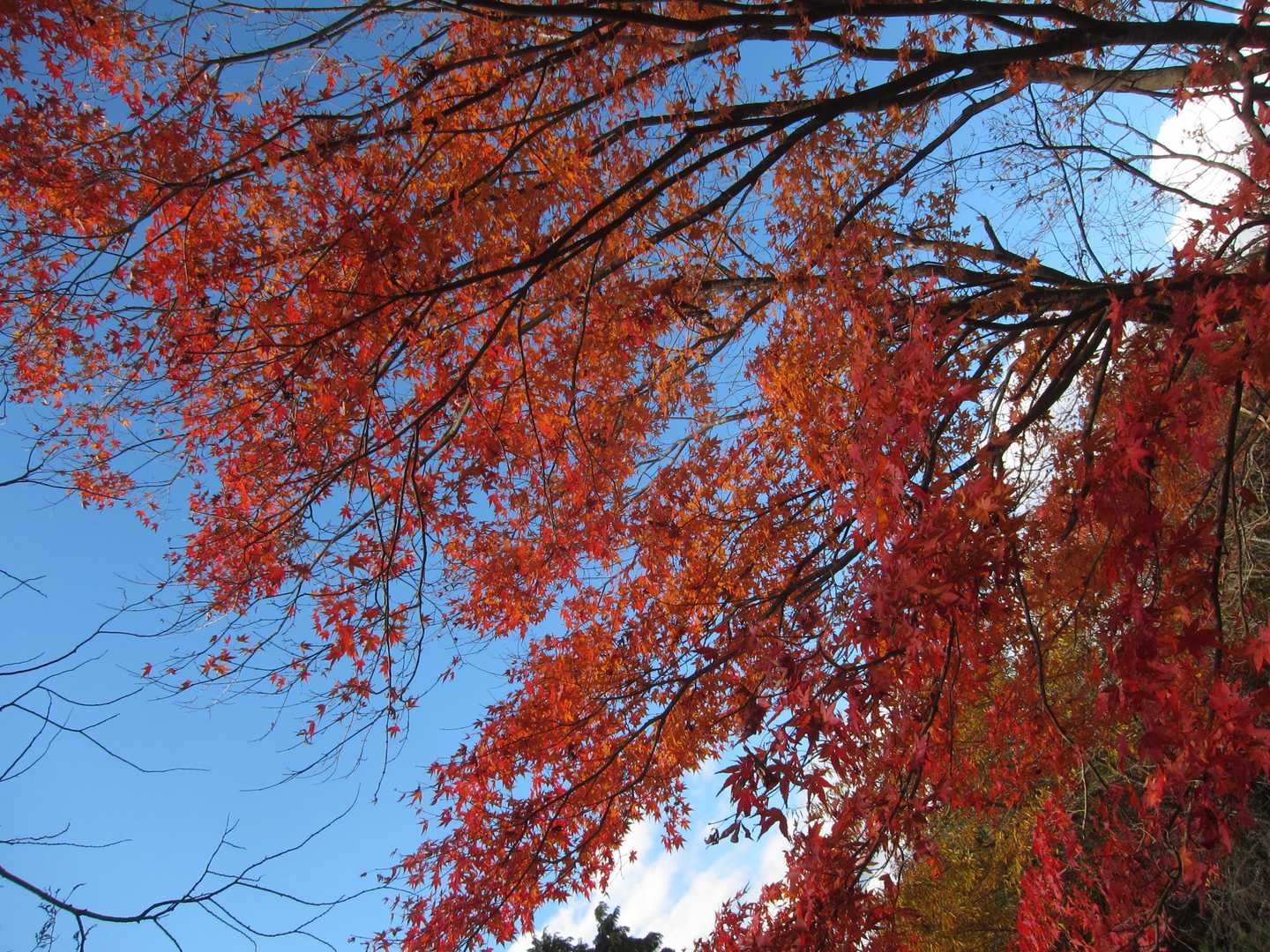 気がついたら、秋、でしたね👀
めっちゃ紅葉🍁最中。モナカじゃないよ