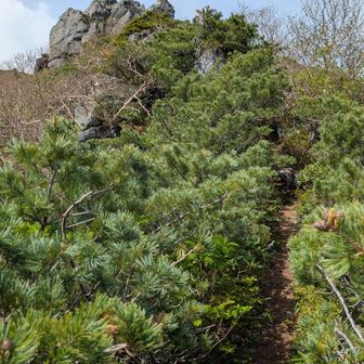 麦草岳南峰（三角点ピーク）へ