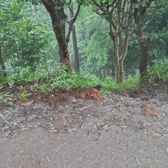 愛宕山手前でゲリラ雷雨に遭遇、バケツをひっくり返したような激しい雨の中を行く