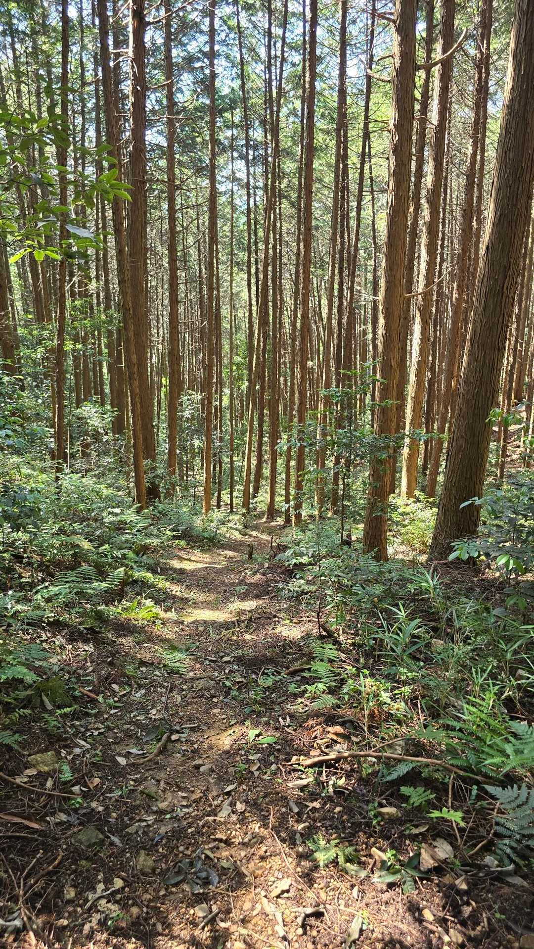 米田城跡登城口-加茂神社-米田富士 周回コースの写真