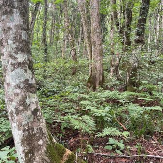 ブナ林🌲が始まる
