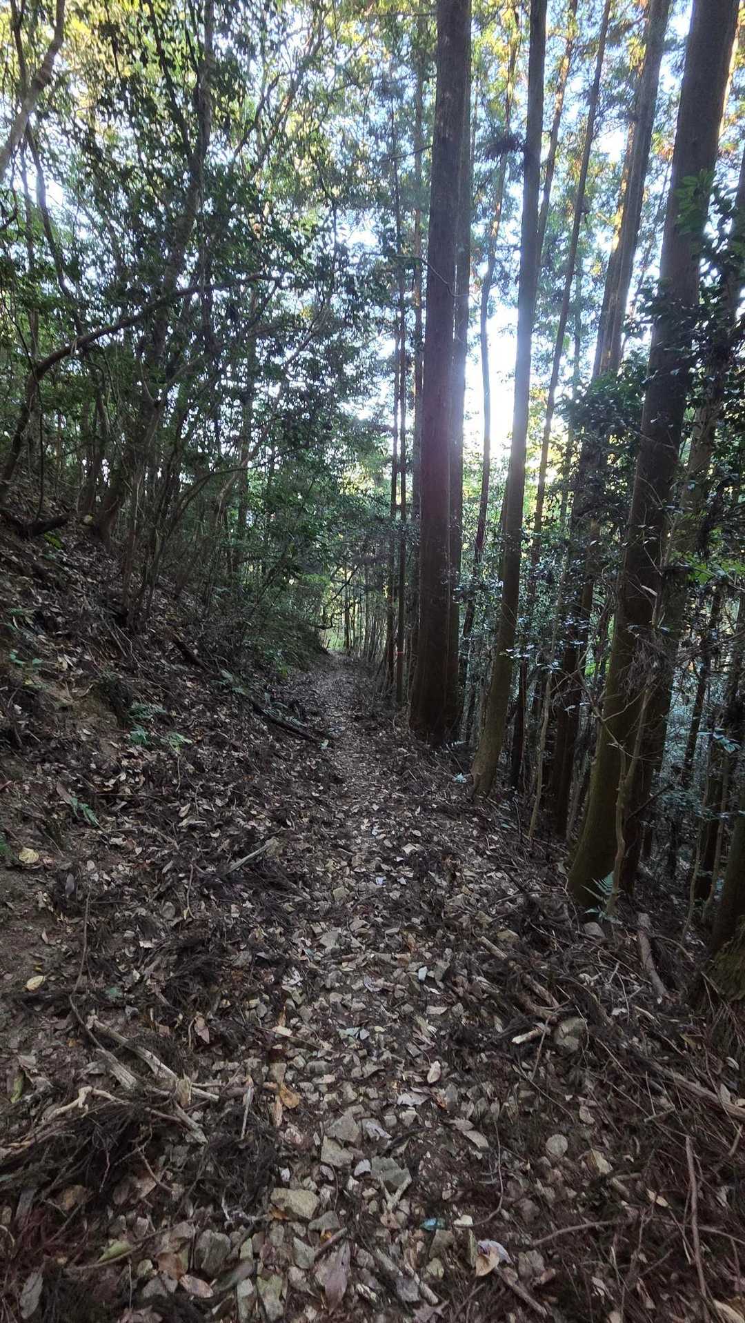 田床山 往復コースの写真