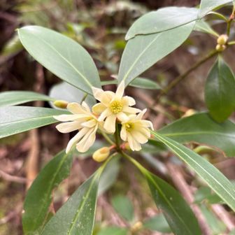 シキミのお花も🌼