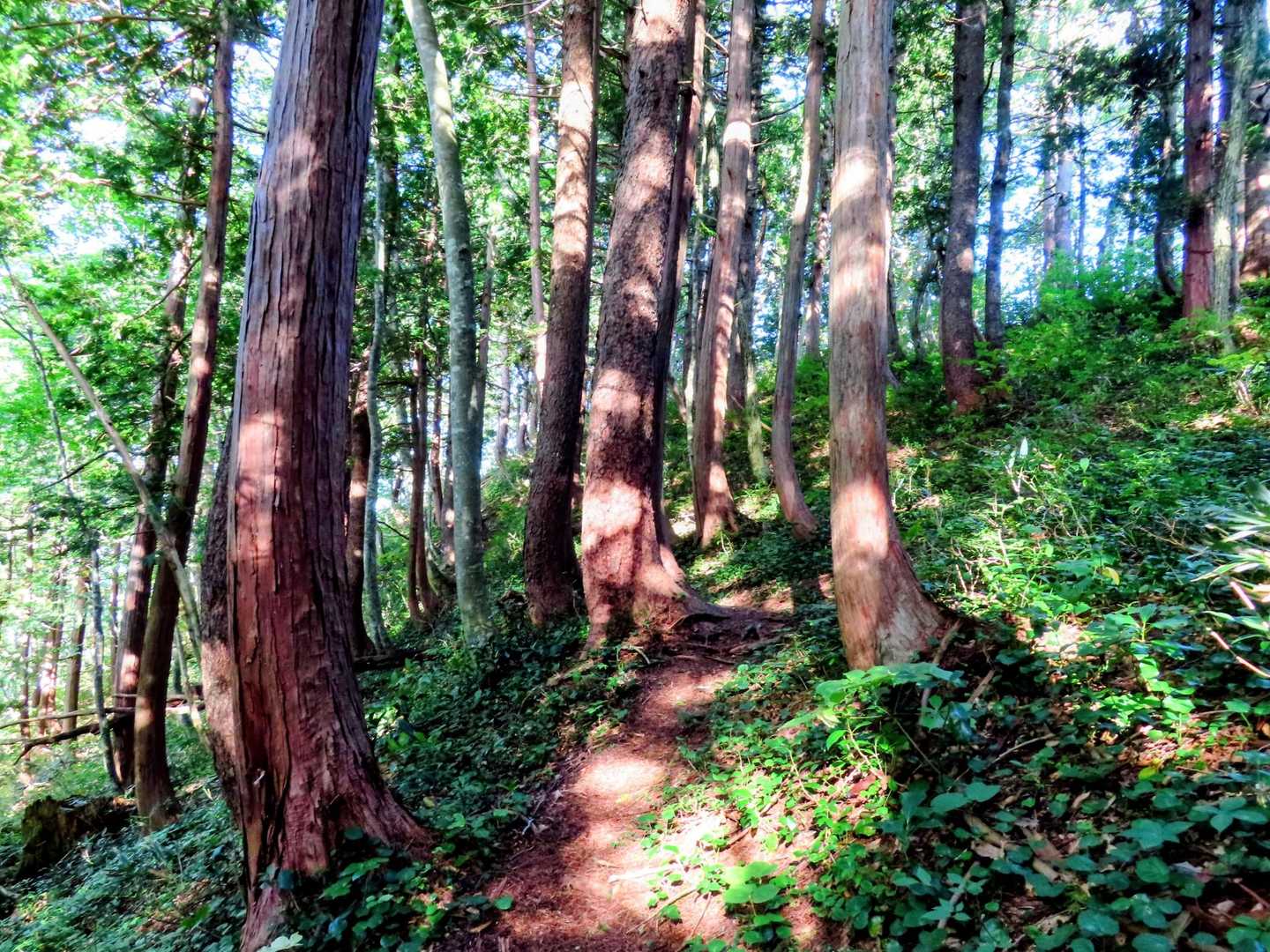 
最初の急登が終わってなだらかに。
木漏れ陽が差してすごく雰囲気のいい樹林帯🌳✨️