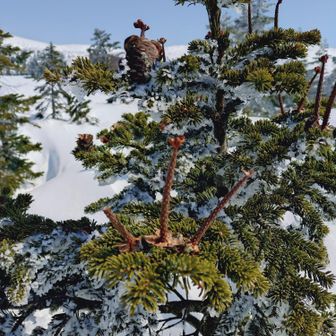 食べ尽くされた