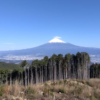 富士山が美しいが、杉林も美しい。