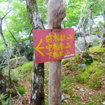 狭い山頂 周りはノービュー無ので直ぐに前福根山へ