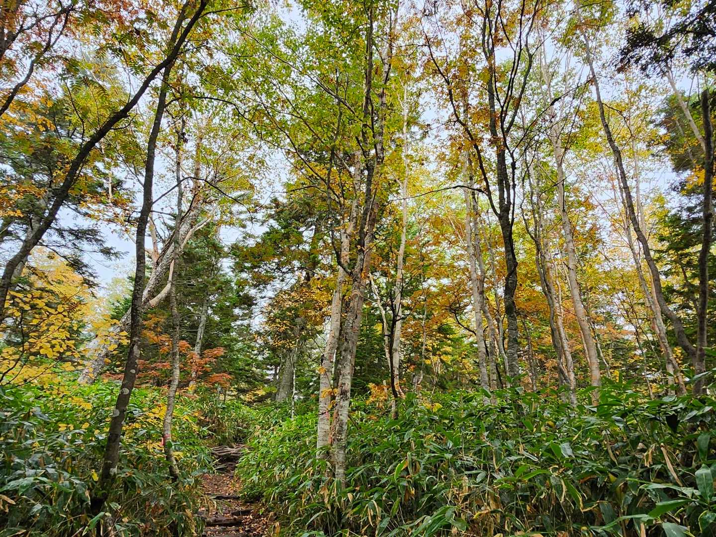 新中の湯ルート | 立ち昇る噴煙に地球の息吹を感じる北アルプス唯一の活火山の写真