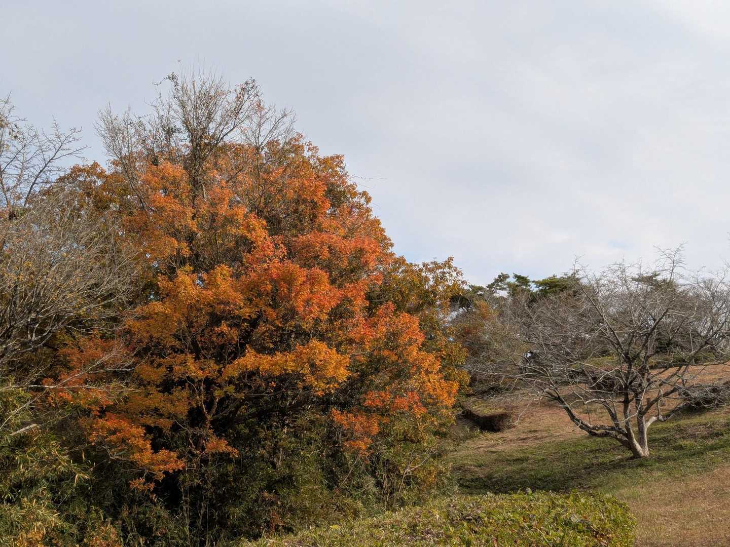 朝日峠ハイキングコース入口-小町山-小町山登山口 周回コースの写真