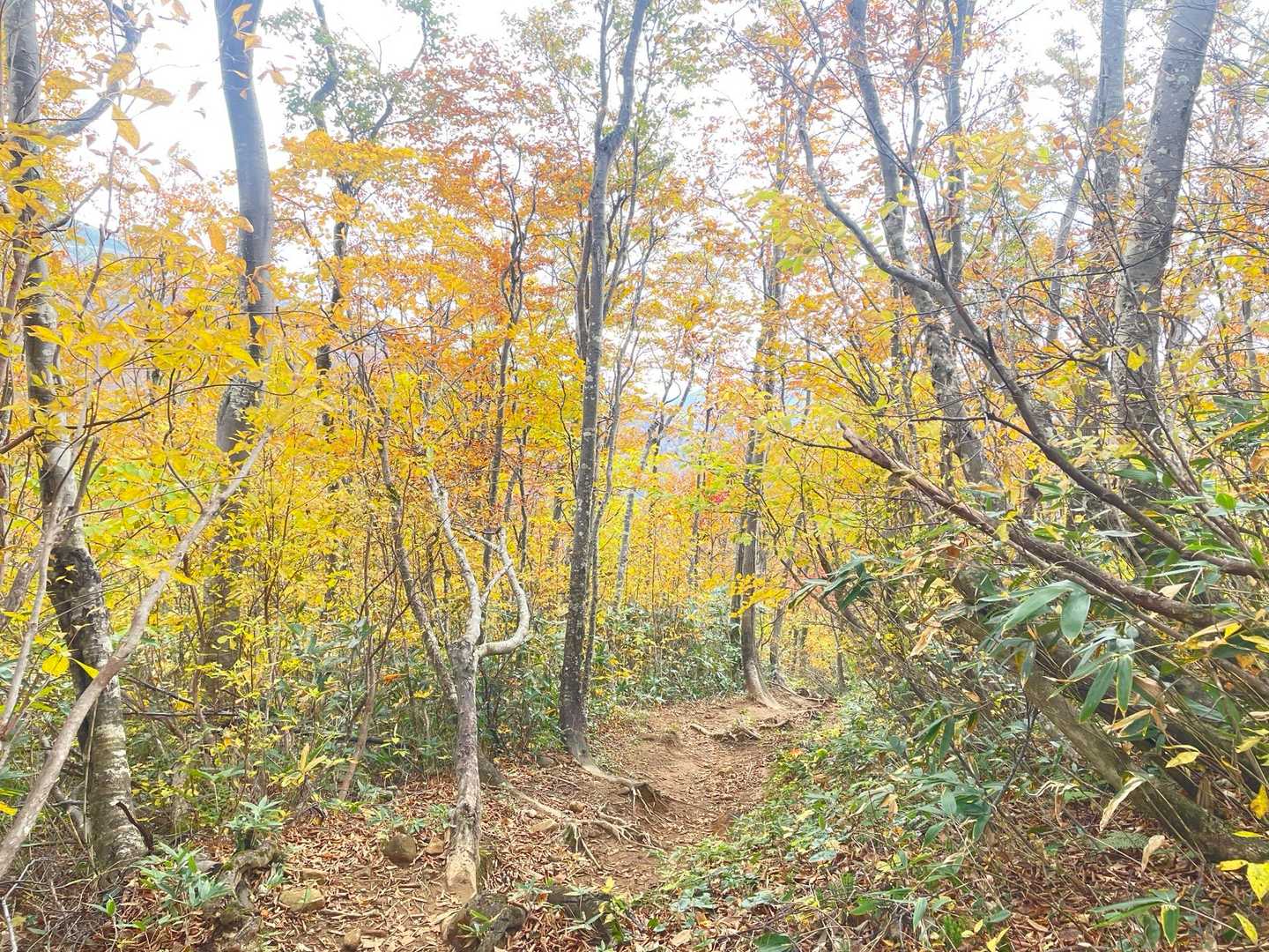 井戸尾根コース | 「ニセ巻機山」を越え、池塘と草原広がる織姫伝説の山頂への写真