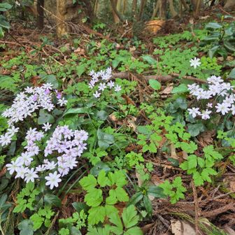 五輪ﾌｨｷﾞｭｱりくりゅうﾍﾟｱ解説の髙橋成美さん並みの「スゴイ!スゴイ!スゴイ!」しか出てこない🤣
