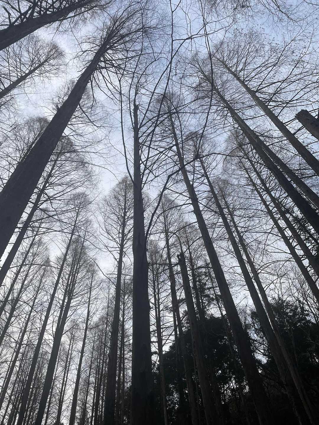 次は雪を乗せたメタセに期待したいが
今季はムリだね〜

新緑にまた会おう