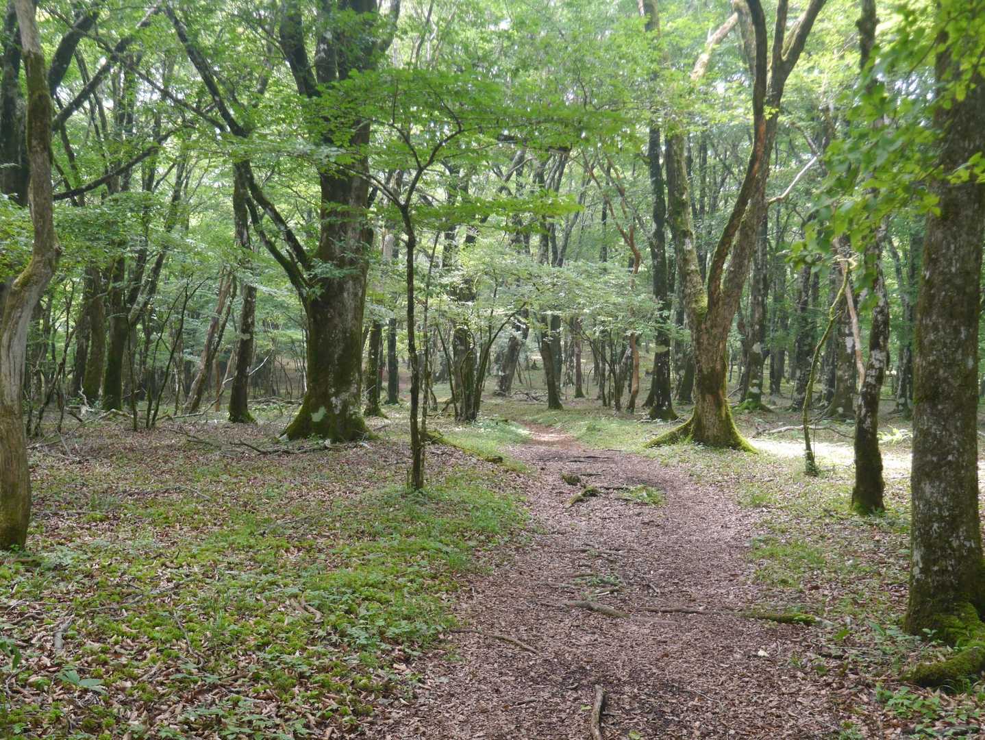 籠坂峠バス停-アザミ平-大洞山-楢木山-三国山-三国峠-鉄 縦走コースの写真