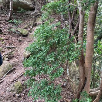 こちらも岩場を上りきると