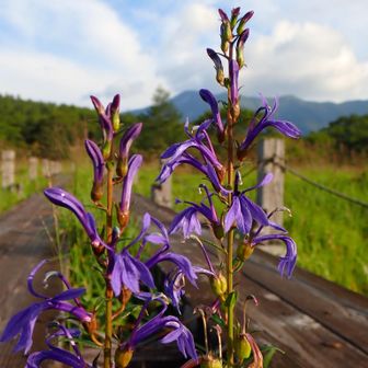 サワギキョウ💜と裏那須連峰
