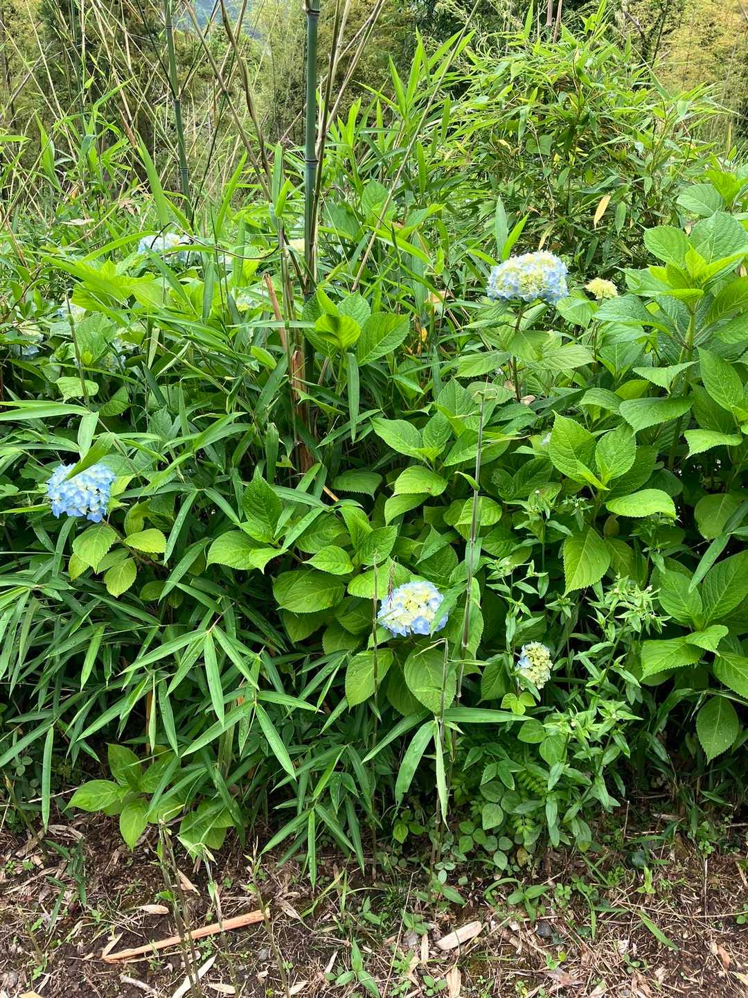 紫陽花がちらほら咲いています。