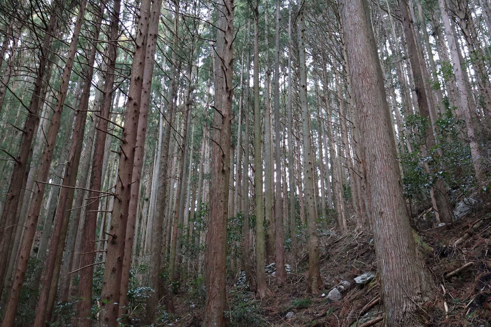 国見山 往復コースの写真
