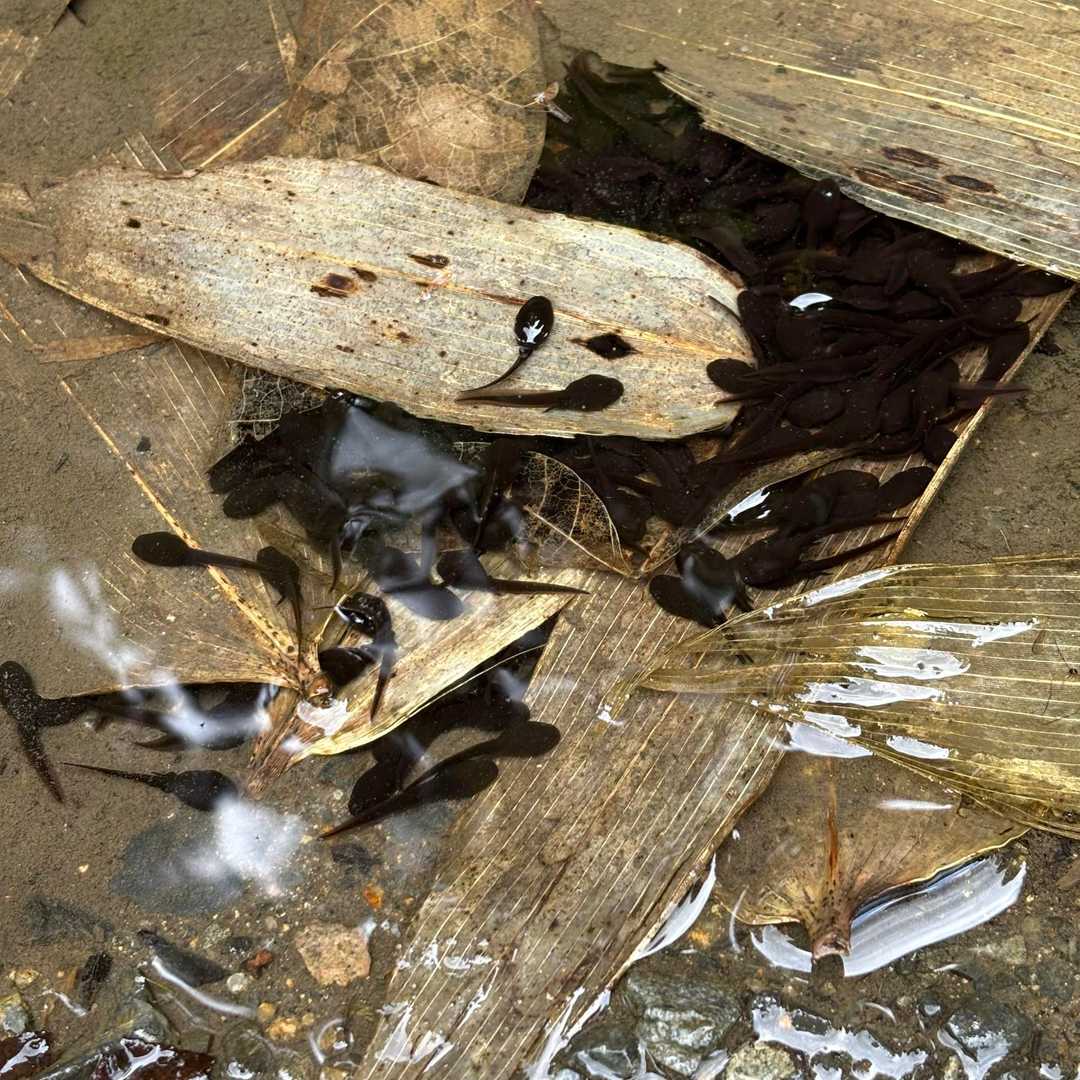 歩き始めは曇り。歩き始めてすぐに登山道の水溜りにおたまじゃくし🐸。干上がって水溜りがなくなったらどうするの⁉️心配しながらバイバイ👋しました。
