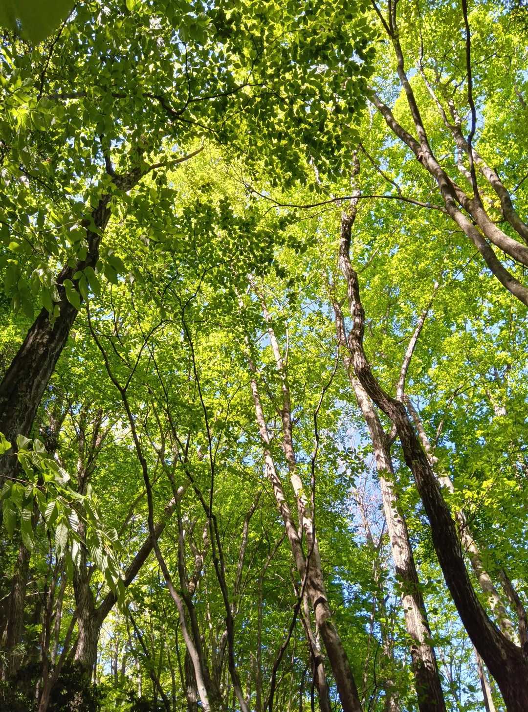 ブナの新緑