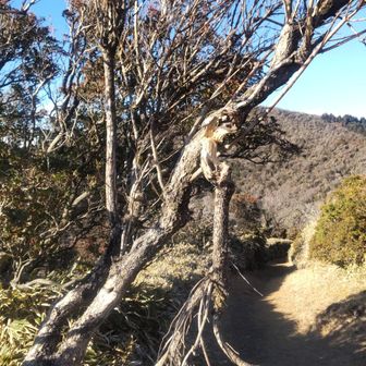風で折れたのだろうか