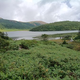 鎌沼