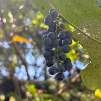美味しそうなぶどう🍇発見！
巨峰だぁ！
たくさん実ってます

いい感じの色
プチプチしてる

巨峰も美味しいけど
マスカットが好きだな