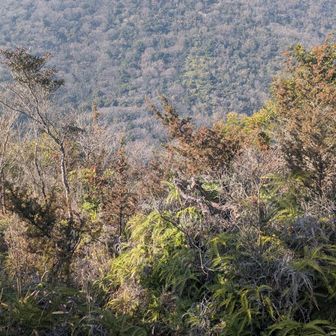 X山から望むY山は堂々とした山容でした