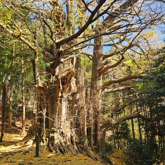幹まわり11mの銀杏
雄のようで実がない
