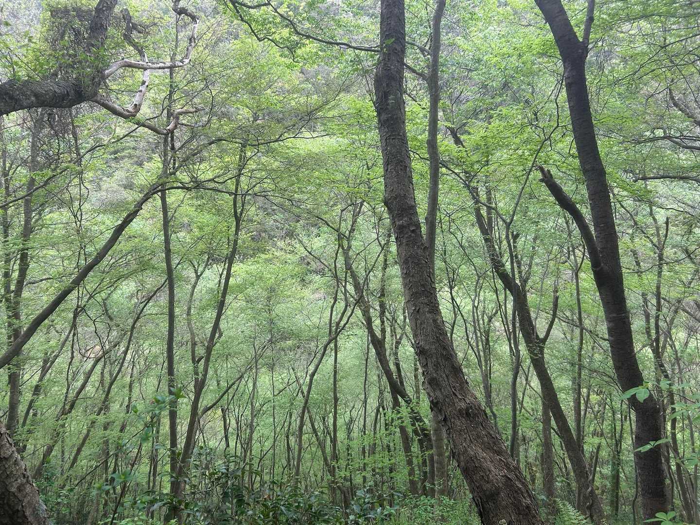 プロフに使ってる弟見山のブナ林　好きすぎる
何度も深呼吸
