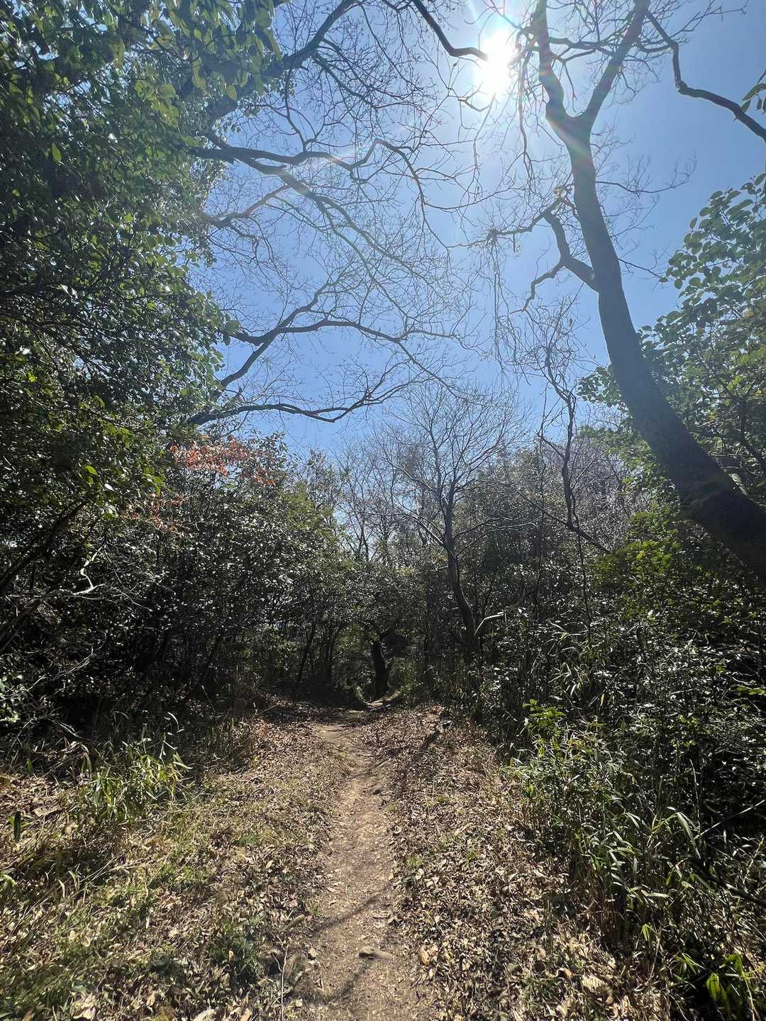 奥辺峠-大福山 往復コースの写真
