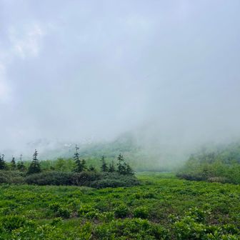 ガスガスの栂池自然園