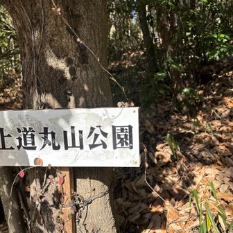 ここから登ります