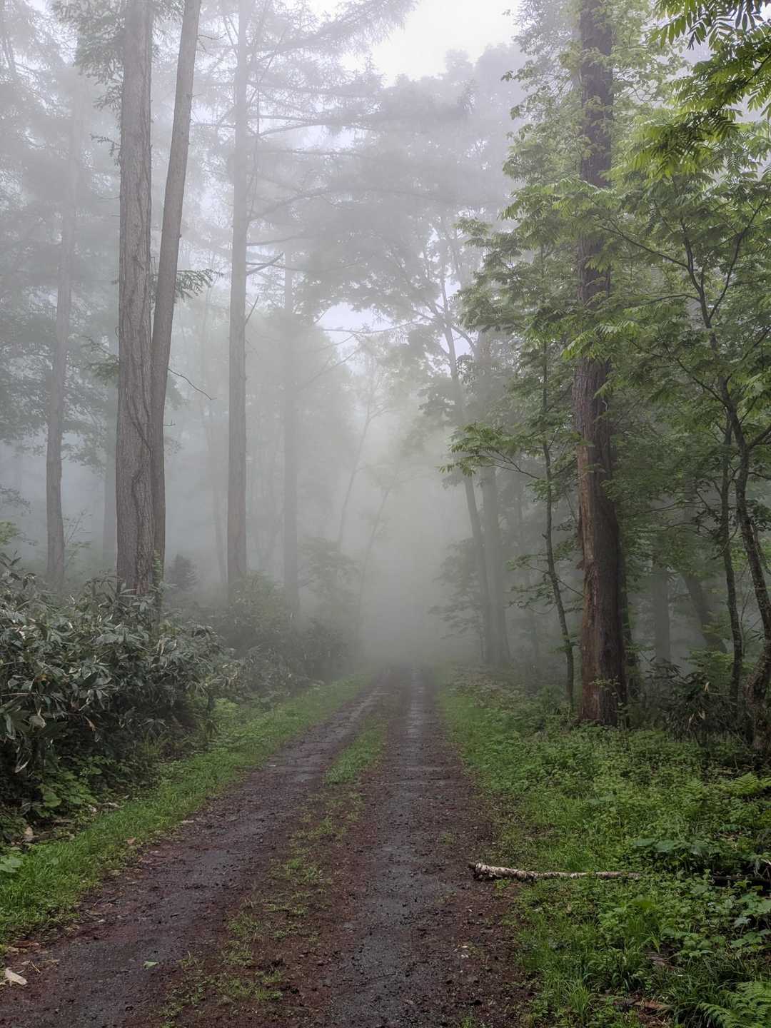 林道は霧