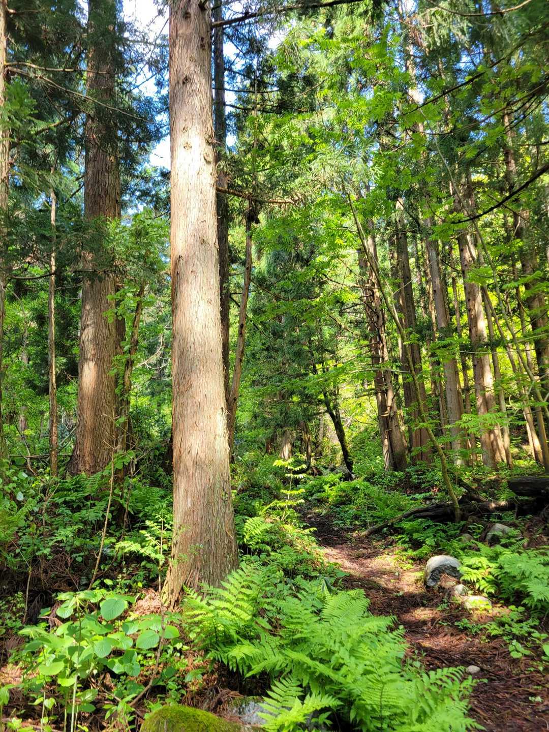高陽山登山口-高陽山 往復コースの写真