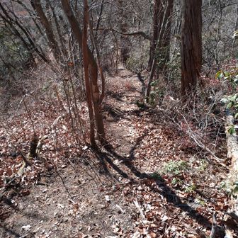 急傾斜の尾根道を下る。